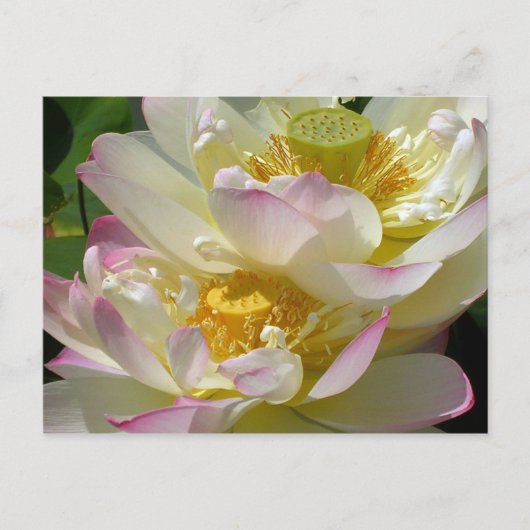 Lotus Blume Duet Postkarte (Vorderseite)