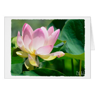 Lotus Blume/Florenz Kunst/Kultur