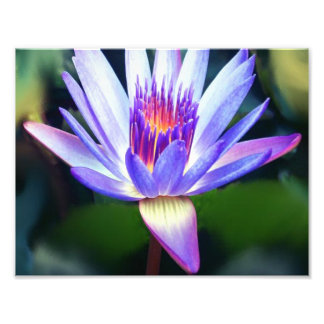 Lotus Blume Foto Print