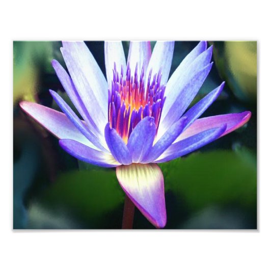 Lotus Blume Foto Print (Vorne)