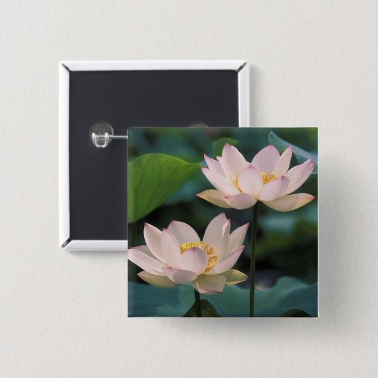 Lotus Blume in Blüten, China Button (Vorne & Hinten)