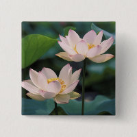 Lotus Blume in Blüten, China