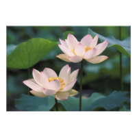 Lotus Blume in Blüten, China