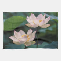 Lotus Blume in Blüten, China