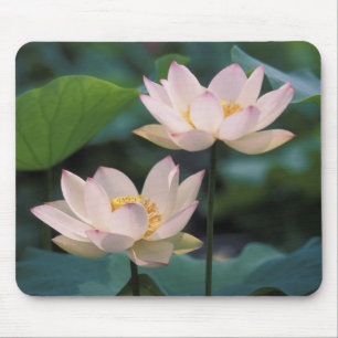 Lotus Blume in Blüten, China Mousepad