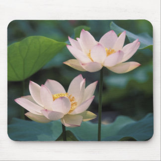 Lotus Blume in Blüten, China Mousepad