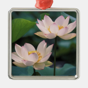 Lotus Blume in Blüten, China Silbernes Ornament
