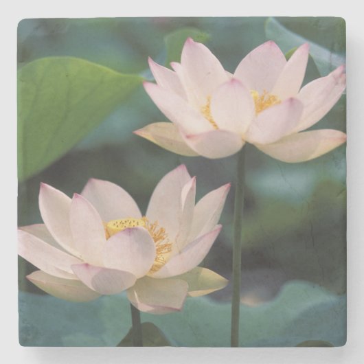Lotus Blume in Blüten, China Steinuntersetzer (Vorderseite)