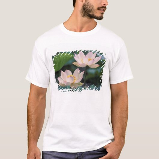 Lotus Blume in Blüten, China T-Shirt (Vorderseite)