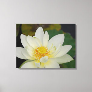 Lotus Blume Leinwanddruck