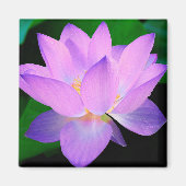 Lotus Blume Magnet (Vorne)
