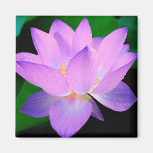 Lotus Blume