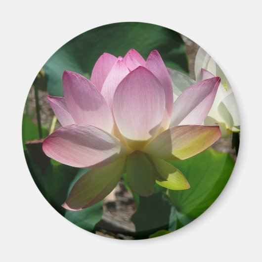 Lotus Blume Magnet (Vorne)
