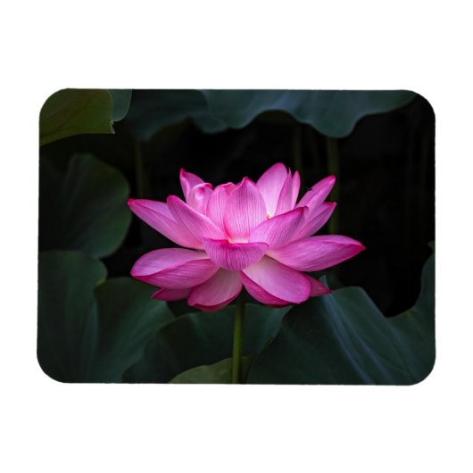 Lotus Blume Magnet (Horizontal)