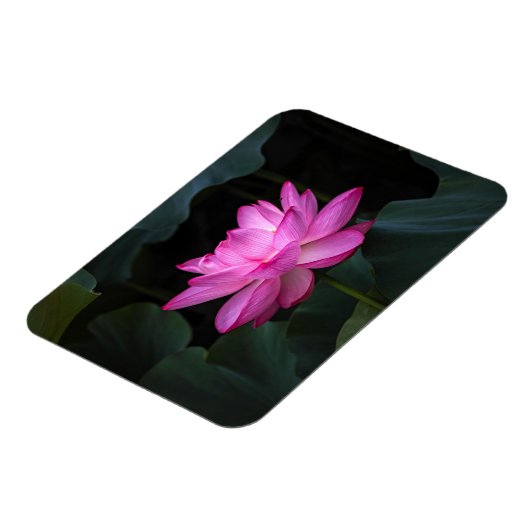 Lotus Blume Magnet (Linke Seite)