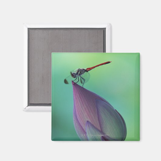 Lotus-Blume Magnet (Vorderseite/Rückseite)