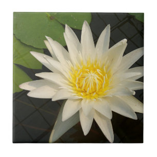 Lotus, Blume, Natur, Blüte, Blumen, Pflanze, Fliese