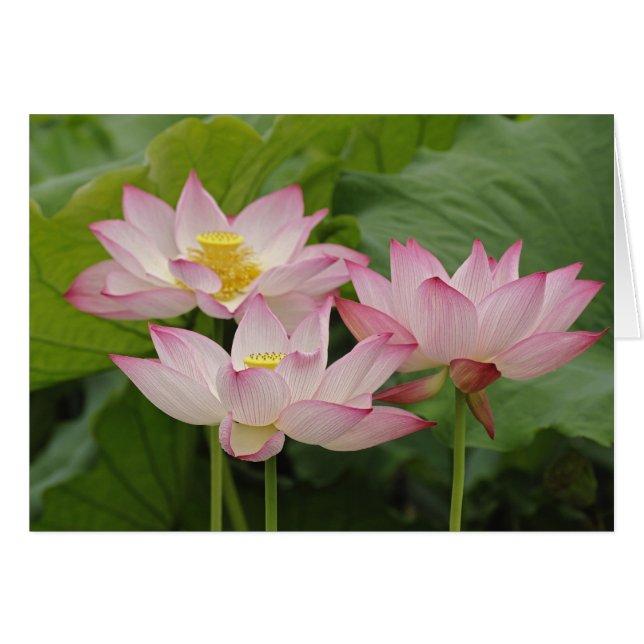 Lotus Blume, Nelumbo nucifera, China 2 (Vorderseite (Horizontal))