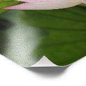 Lotus Blume, Nelumbo nucifera, China 2 Fotodruck (Ecke)