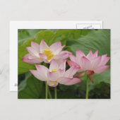 Lotus Blume, Nelumbo nucifera, China 2 Postkarte (Vorne/Hinten)