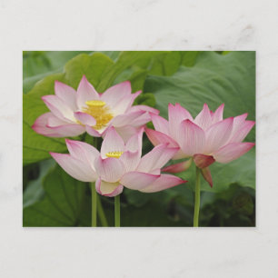 Lotus Blume, Nelumbo nucifera, China 2 Postkarte