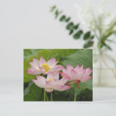 Lotus Blume, Nelumbo nucifera, China 2 Postkarte (Stehend Vorderseite)