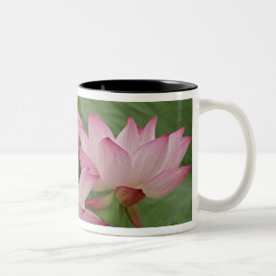 Lotus Blume, Nelumbo nucifera, China 2 Zweifarbige Tasse