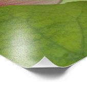 Lotus Blume, Nelumbo nucifera, China Fotodruck (Ecke)