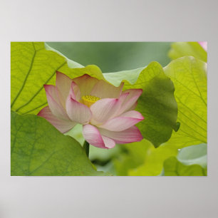 Lotus Blume, Nelumbo nucifera, China Poster