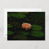 Lotus Blume Orange Dunkelgrüner Blumenteich Zen Postkarte (Vorne/Hinten)