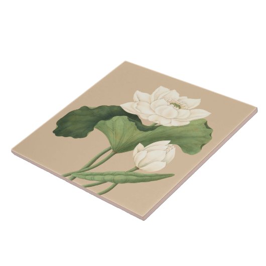 Lotus Blume Ostindien Botanische Kunst Fliese (Seite)