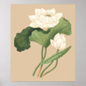 Lotus Blume Ostindien Botanische Kunst Poster (Vorne)