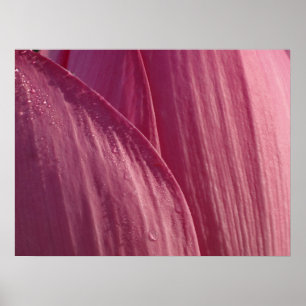 Lotus Blume Petals Pink Floral Poster