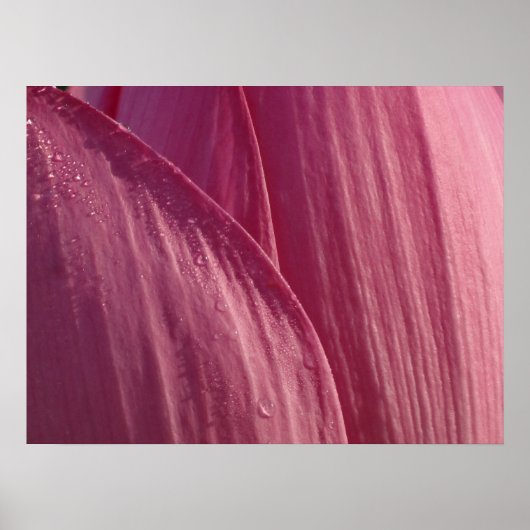Lotus Blume Petals Pink Floral Poster (Vorne)