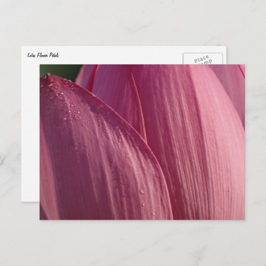 Lotus Blume Petals Pink Floral Postkarte (Vorne/Hinten)