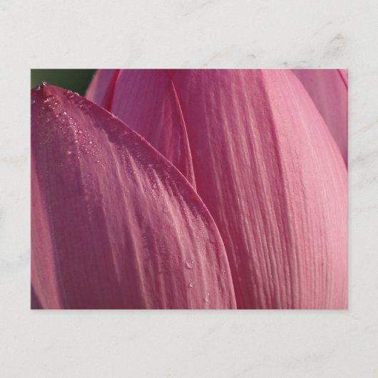 Lotus Blume Petals Pink Floral Postkarte (Vorderseite)