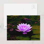 Lotus Blume Pink Grüner Blumenteich Zen Postkarte (Vorne/Hinten)