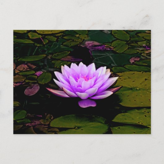 Lotus Blume Pink Grüner Blumenteich Zen Postkarte (Vorderseite)
