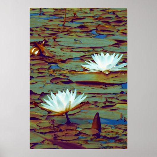 Lotus Blume Poster (Vorne)