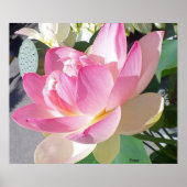 Lotus Blume Poster (Vorne)