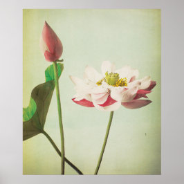 Lotus Blume Poster
