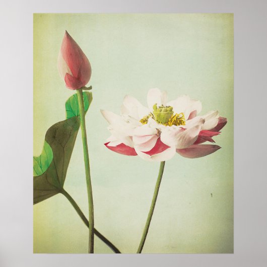Lotus Blume Poster (Vorne)