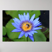 Lotus Blume Poster (Vorne)