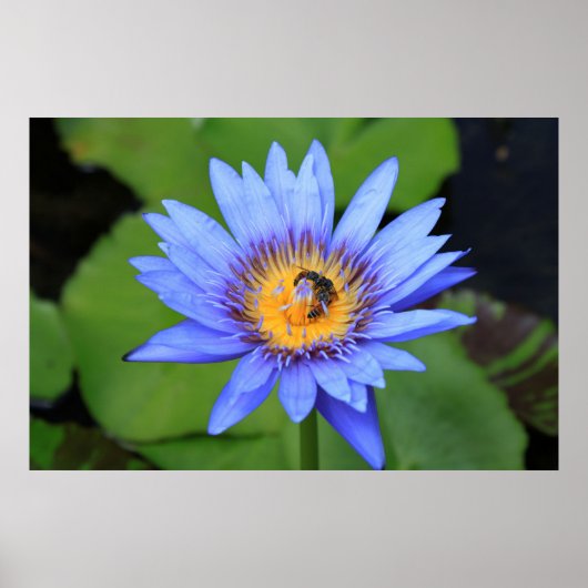 Lotus Blume Poster (Vorne)