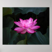 Lotus Blume Poster (Vorne)