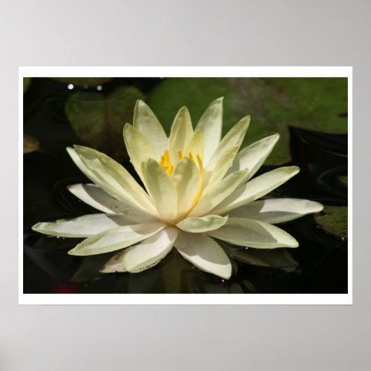 Lotus Blume Poster (Vorne)