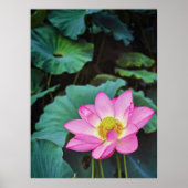 Lotus Blume Poster (Vorne)