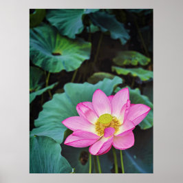 Lotus Blume Poster