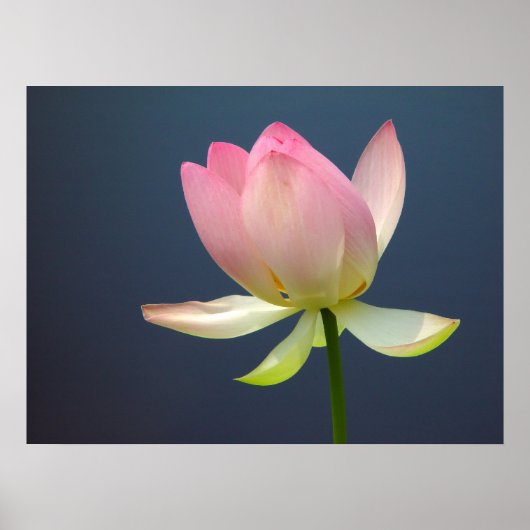 Lotus Blume Poster (Vorne)