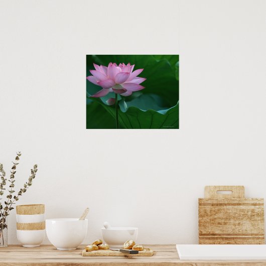Lotus Blume Poster (Küche)